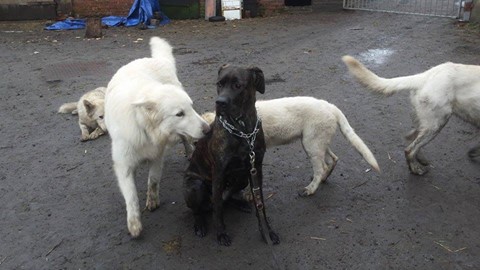 Bella - kilka słów o naszej piekności